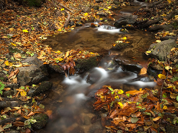 Arroyo