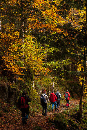 Entre el bosque