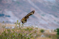 Animales